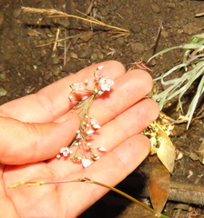 Hesperolinon spergulinum