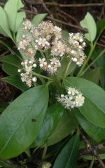 Photinia integrifolia