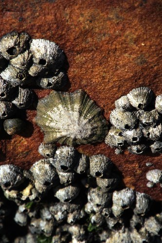 Scutellastra tabularis