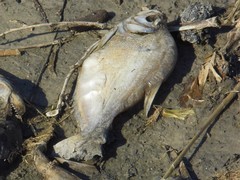 Roeboides microlepis