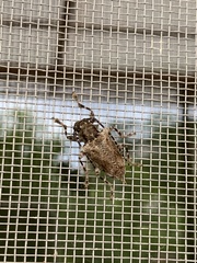 Aegomorphus galapagoensis