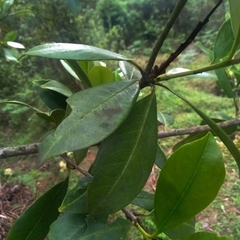 Photinia integrifolia