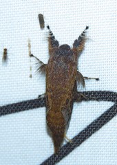 Labedera angustipennis