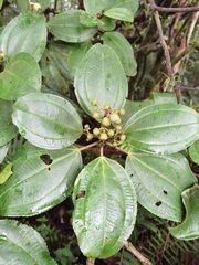 Miconia subhirsuta
