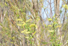 Salix caroliniana