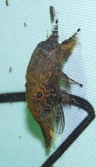 Labedera angustipennis