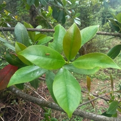 Photinia integrifolia