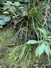 Carex austrocaroliniana