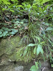 Carex austrocaroliniana
