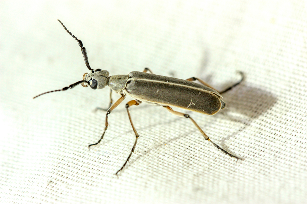 Epicauta liebecki