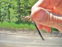 Phanogomphus descriptus