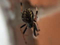Araneus granadensis