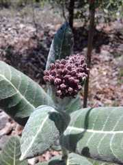 Asclepias otarioides
