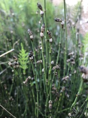 Media resource of Equisetum variegatum