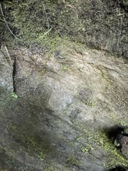 Carex austrocaroliniana