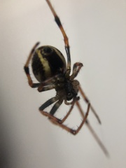 Araneus granadensis