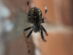 Araneus granadensis