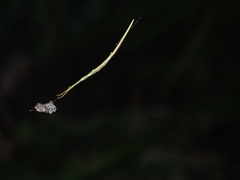 Ariamnes cylindrogaster