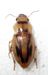 Bradybaenus opulentus
