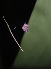 Ariamnes cylindrogaster