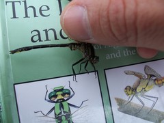 Phanogomphus descriptus