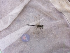 Phanogomphus descriptus