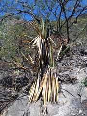 Yucca carnerosana