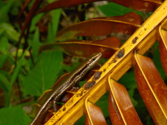 Copeoglossum aurae