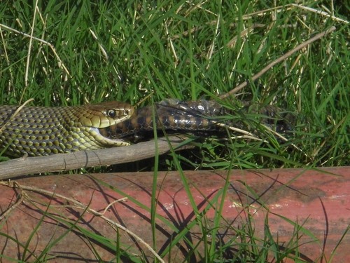 Leopard Keelback, Helicops leopardinus