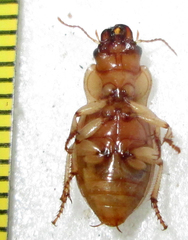 Bradybaenus opulentus
