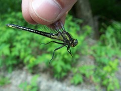 Phanogomphus descriptus