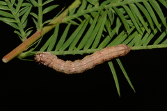 Iridopsis pergracilis