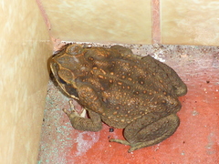 Rhinella horribilis