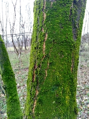 Quercus