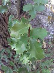 Berberis eutriphylla