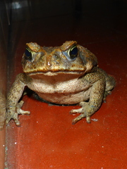 Rhinella horribilis