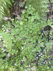 Adiantum jordanii image