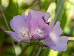 Sidalcea calycosa rhizomata