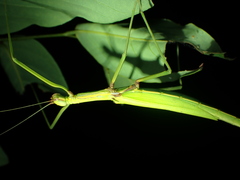Huananphasma amicum