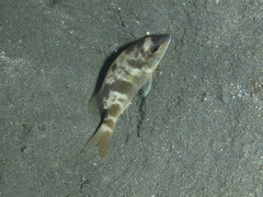 Lethrinidae
