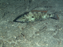 Lethrinus microdon