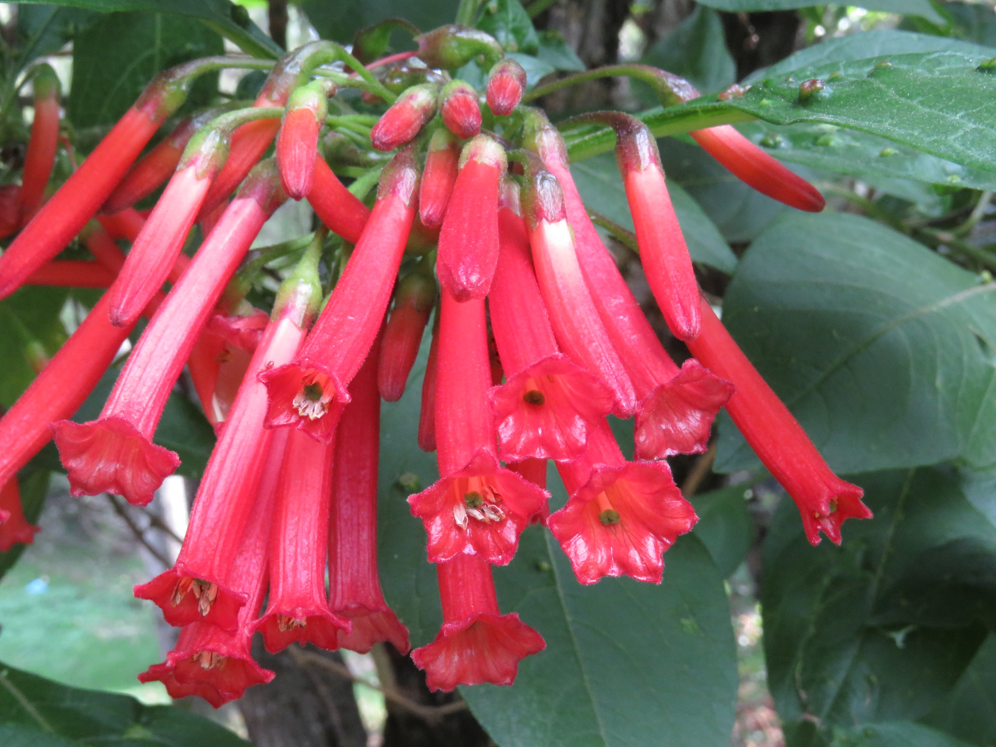 Iochroma fuchsioides