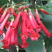Red Iochroma - Photo (c) juan_carlos_caicedo_hdz, some rights reserved (CC BY), uploaded by juan_carlos_caicedo_hdz