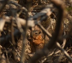 Notocitellus annulatus