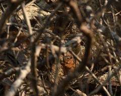 Notocitellus annulatus