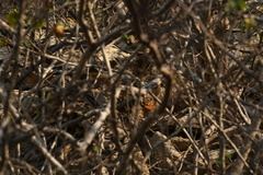 Notocitellus annulatus