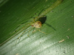 Chrysso lingchuanensis