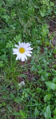 Asteraceae