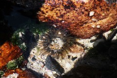 Anthopleura michaelseni