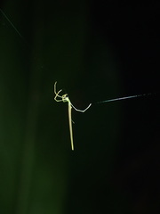 Ariamnes cylindrogaster